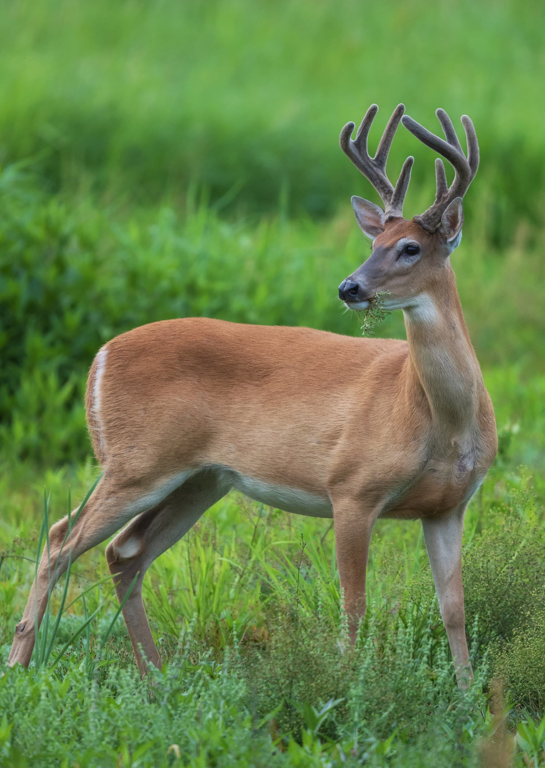 Chitwan Wildlife