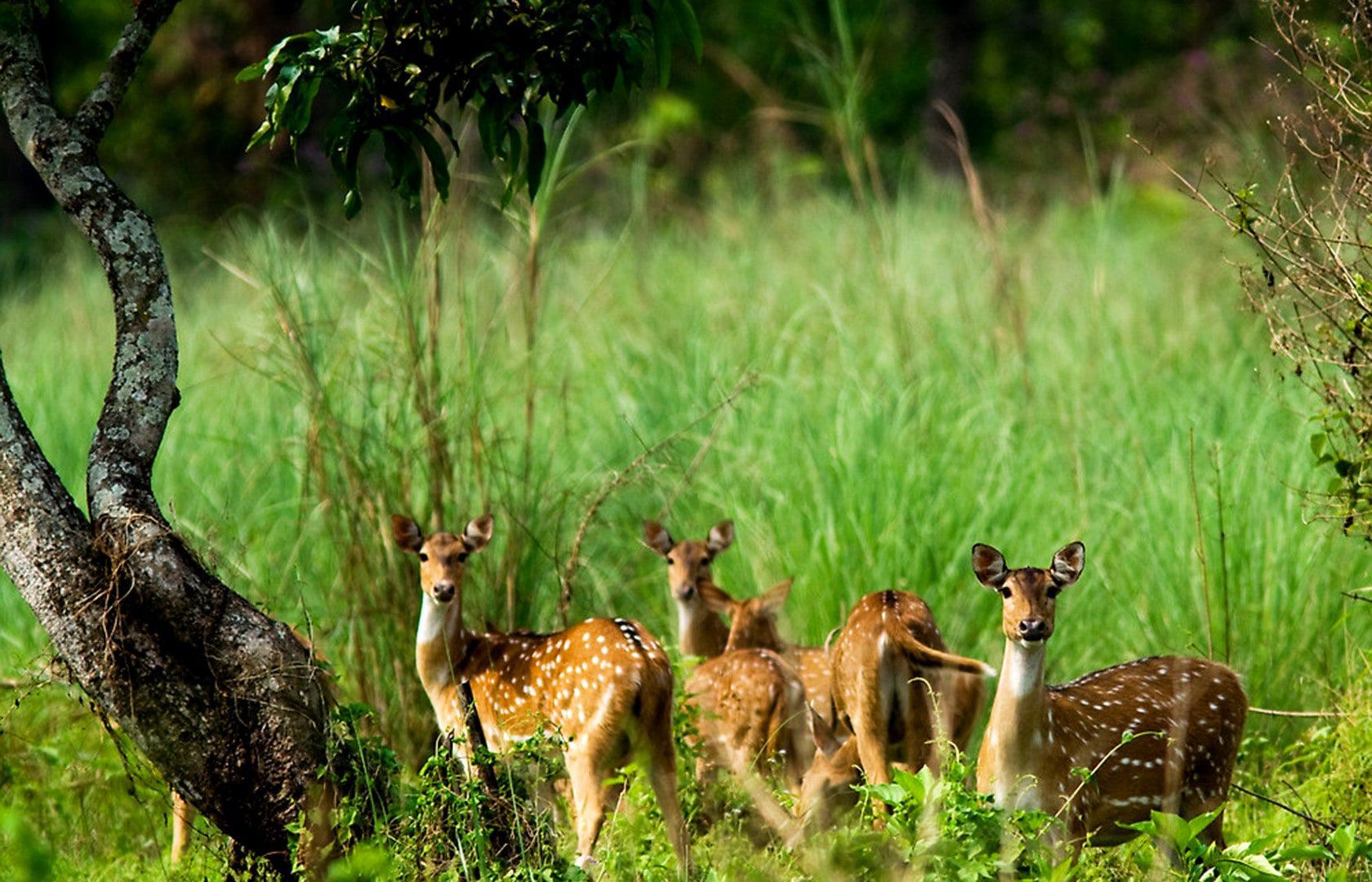 Chitwan Wildlife
